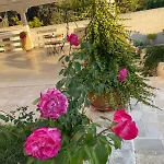 Villa Masseria Frantella *